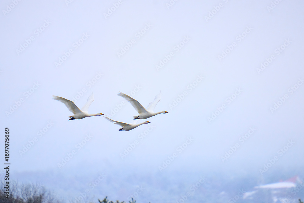 Fototapeta premium A swan flying through the sky