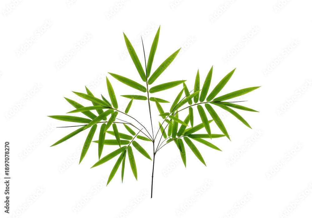 Obraz premium Detailed close-up of fresh green bamboo leaves and stalks isolated on white background