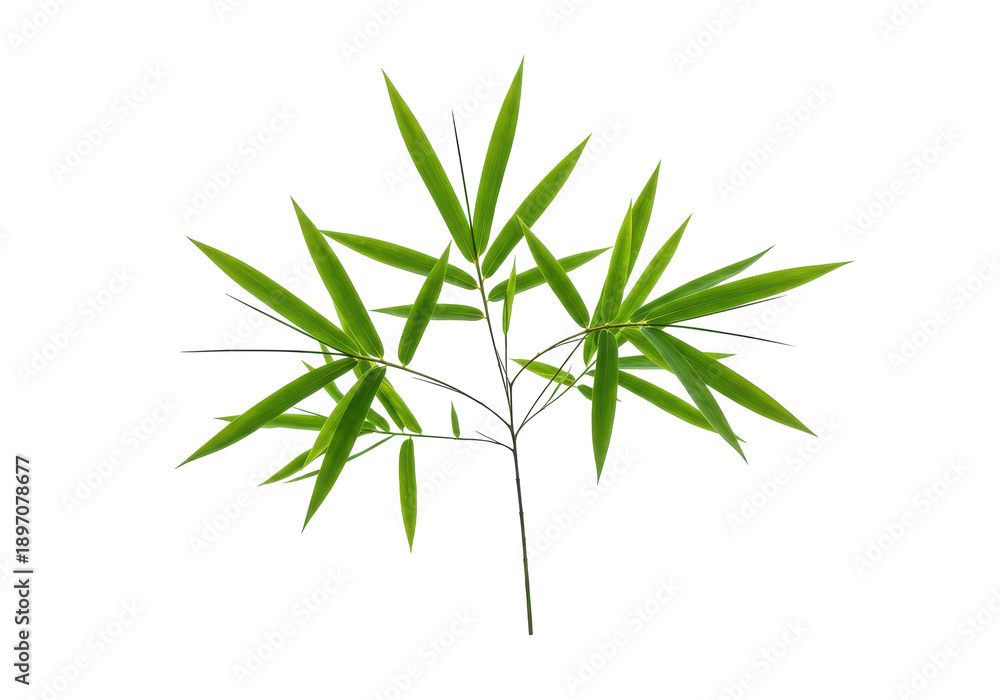 Fototapeta premium Vibrant green bamboo sprig with pointed leaves isolated on white background