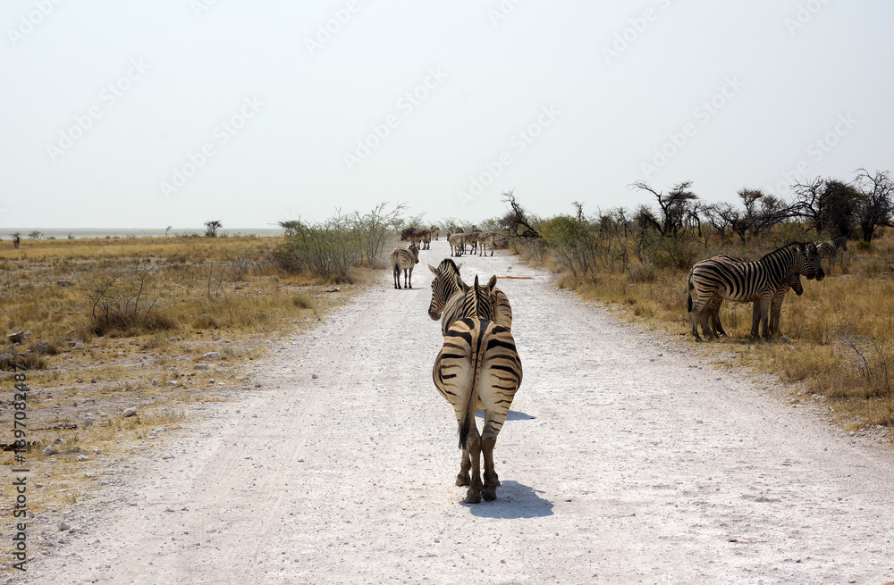 Fototapeta premium zèbres dans le parc national d'Etosha en Namibie 