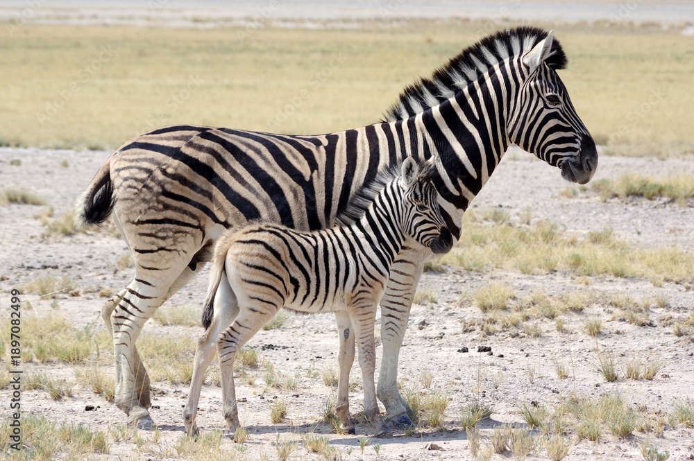Fototapeta premium zèbres dans le parc national d'Etosha en Namibie 