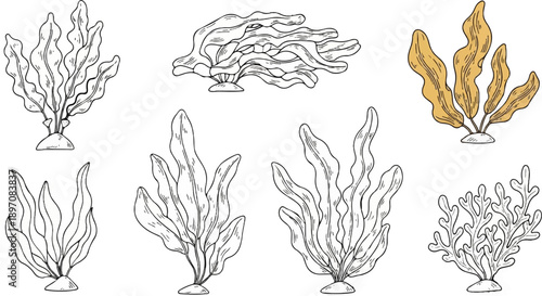 Diverse underwater flora kelp, seaweed, and coral illustrations