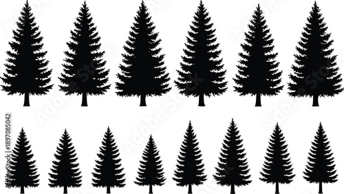 Evergreen Tree Silhouette Set Featuring Pine Fir and Spruce Shapes, Black and White Vector Illustration for Forest Nature Design