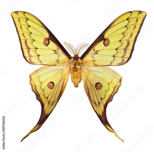 Fotografi Golden moon moth Actias sinensis shows its distinct wings fully spread on a plain white background