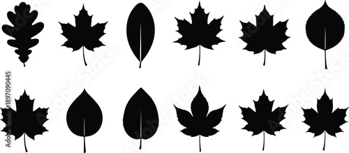 Autumn leaf silhouettes collection with maple, oak, and assorted foliage shapes, black vector botanical icons for fall, nature, and seasonal design project