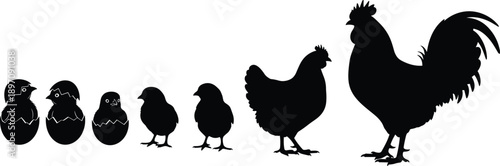 Black silhouette illustration showing chicken life cycle from egg hatching chick to hen and rooster isolated on white background representing poultry growth farming and agriculture concept