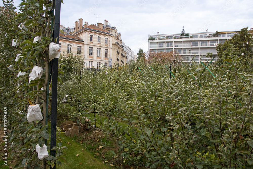 Fototapeta premium verger, Jardin et Palais du Luxembourg, 75, Paris, France