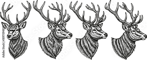 Detailed monochrome deer head illustrations with large antlers in various poses and angles
