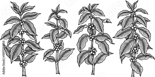 coffee plant branches with leaves and berries botanical vintage coffee tree illustration