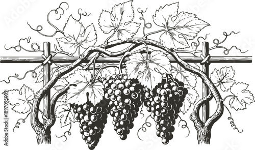 Cluster of ripe grapes hanging on a vine with detailed leaves and twisting tendrils on a trellis