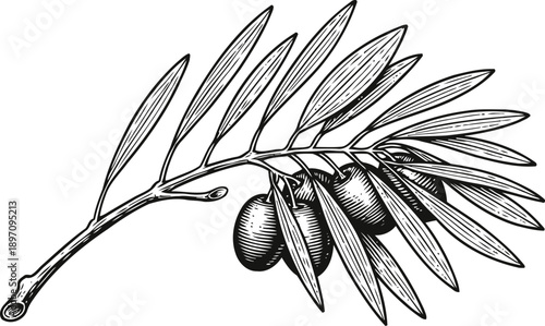 olive branch drawing with leaves and fruits vintage botanical illustration of olives