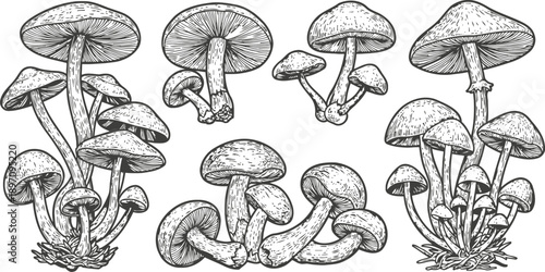 Detailed monochrome illustration of various mushrooms with caps and stems in natural clusters
