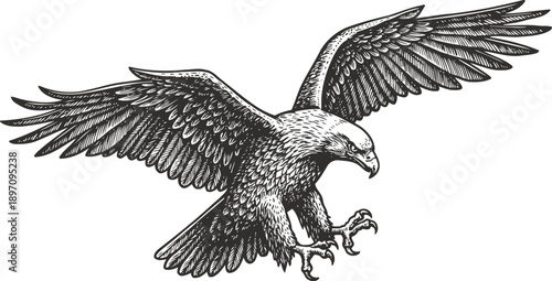 Eagle in flight with spread wings and sharp talons, detailed black and white illustration of a hunting bird
