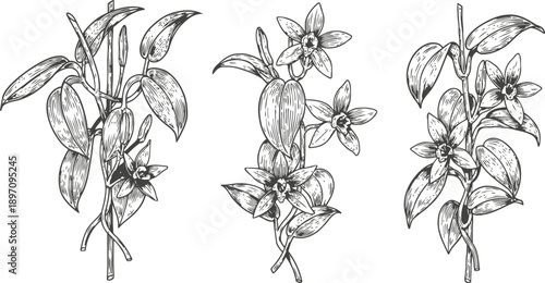 Vanilla plant branches with flowers and pods hand drawn botanical illustration of flowering tropical vines