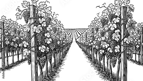 Black and white vineyard rows with grapevines and bunches of grapes growing on trellised plants