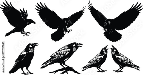 Crow and raven silhouette set, flying and standing black birds, halloween gothic horror vector collection isolated on white background