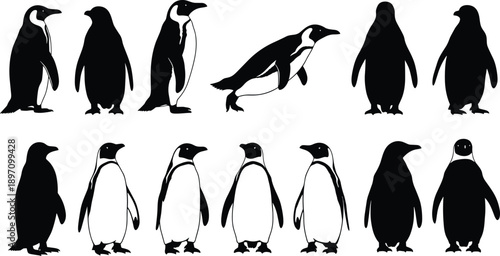 Penguin silhouette set, emperor and king penguins standing and swimming, arctic wildlife icons, antarctic bird vector graphics, cute flightless animals collection