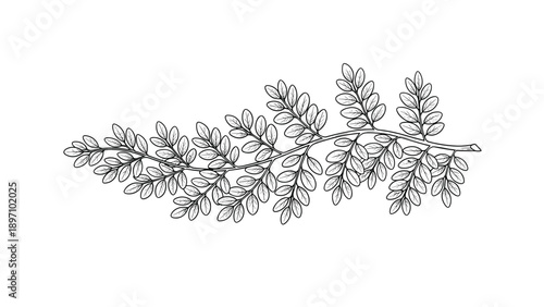 Detailed botanical branch sketch features numerous small leaves on a graceful arching stem for a classic and natural line art illustration.