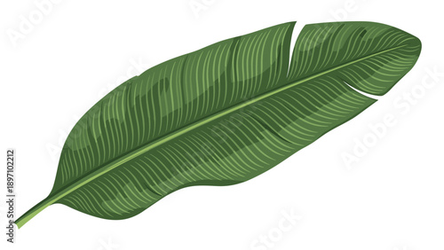 Detailed botanical illustration of a large green banana leaf on a white background captures the natural textures of tropical vegetation.
