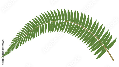 Detailed illustration of a green fern frond curved in a graceful arc showing individual leaflets on a white background.