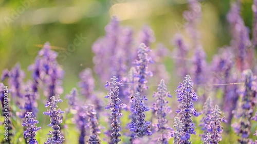 Cinematic close up of purple Blue Salvia flowers with delicate spider webs in golden hour sunlight.