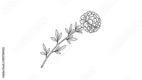 Detailed botanical sketch of a blooming peony or carnation flower on a stem with leaves drawn in black and white.