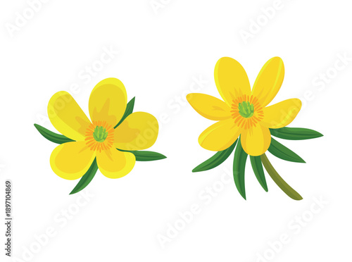 Foto Eranthis hyemalis flower