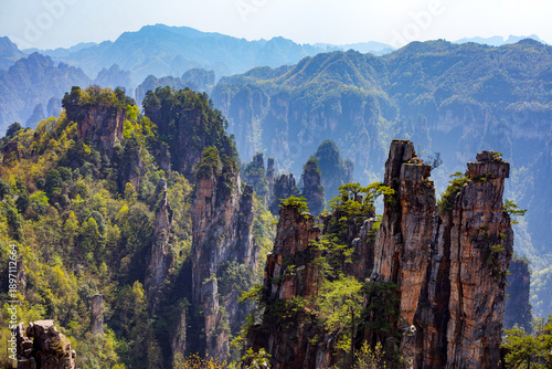 Zhangjiajie national forest park. A mountain range with a lush green forest in the foreground