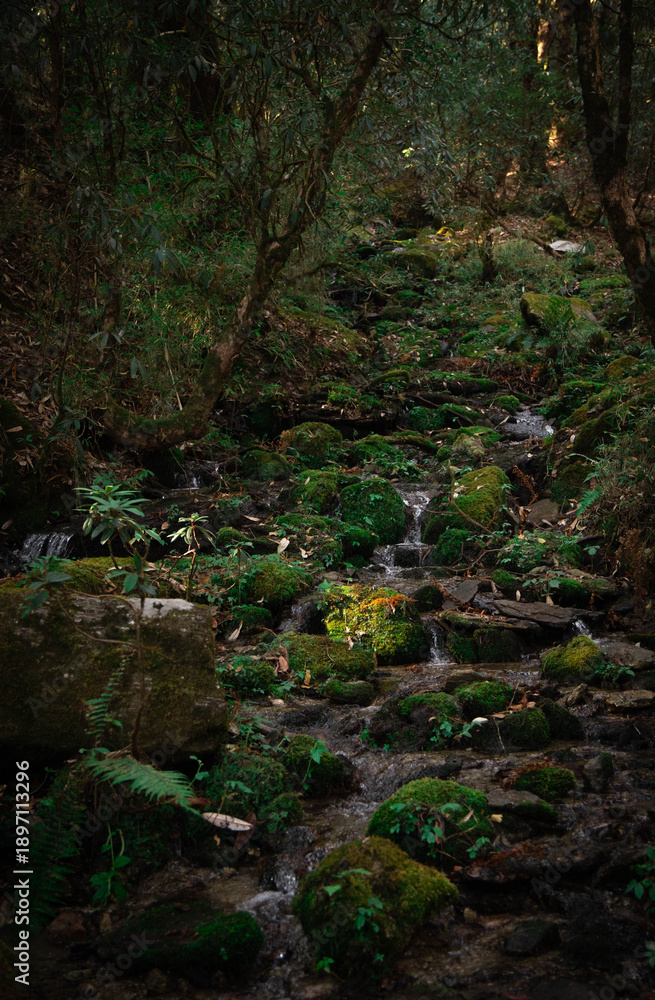 Obraz premium Serene Mossy Forest Stream Flowing Through Lush Green Woodland with Rocks