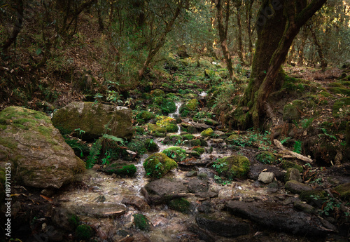 Serene Mossy Forest Stream Flowing Through Lush Green Woodland with Rocks