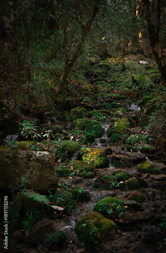 Serene Mossy Forest Stream Flowing Through Lush Green Woodland with Rocks