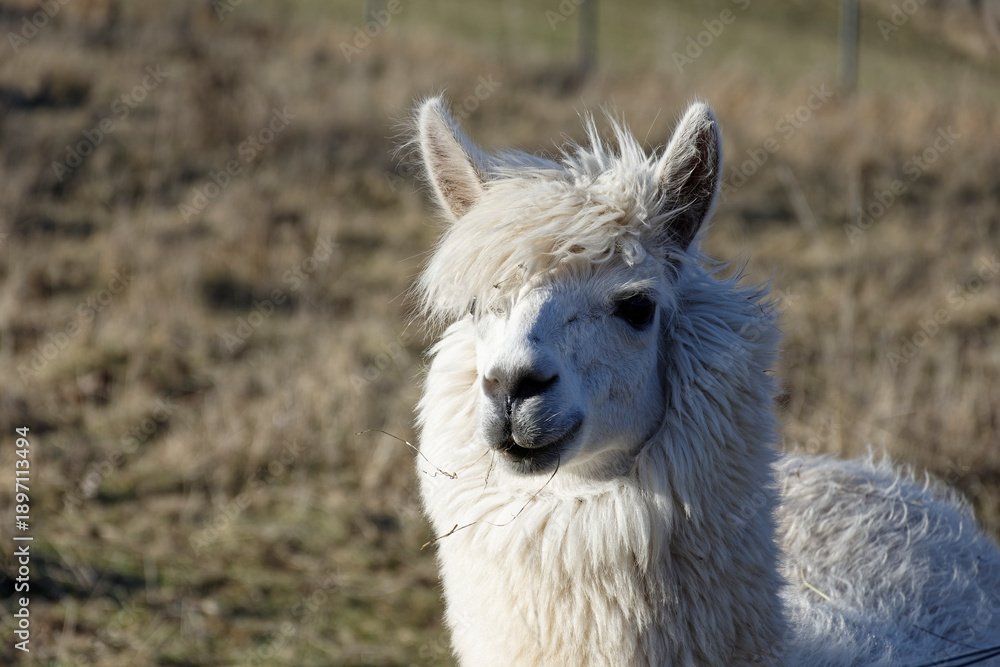 Obraz premium Alpacas on a Farm Pasture in Ipsheim Germany