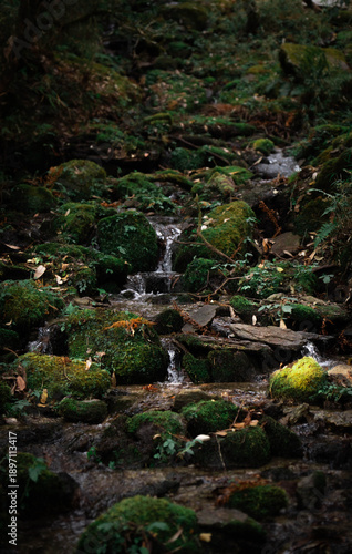 Serene Mossy Forest Stream Flowing Through Lush Green Woodland with Rocks