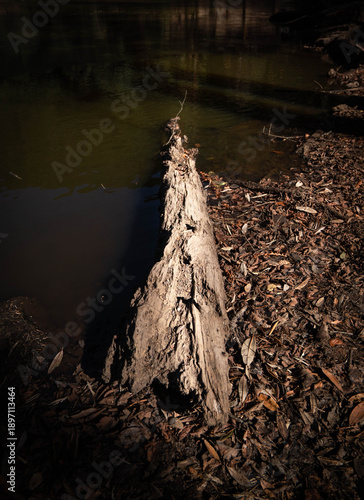 Decaying Forest Log with Moss in Serene Woodland Setting