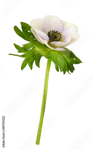 White and blue anemone flow...
