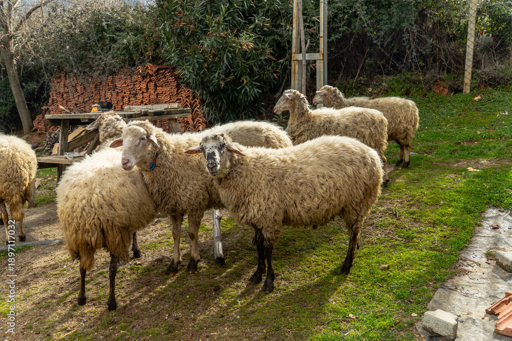 Fototapeta premium Peaceful Garden View with Sheep on Grass