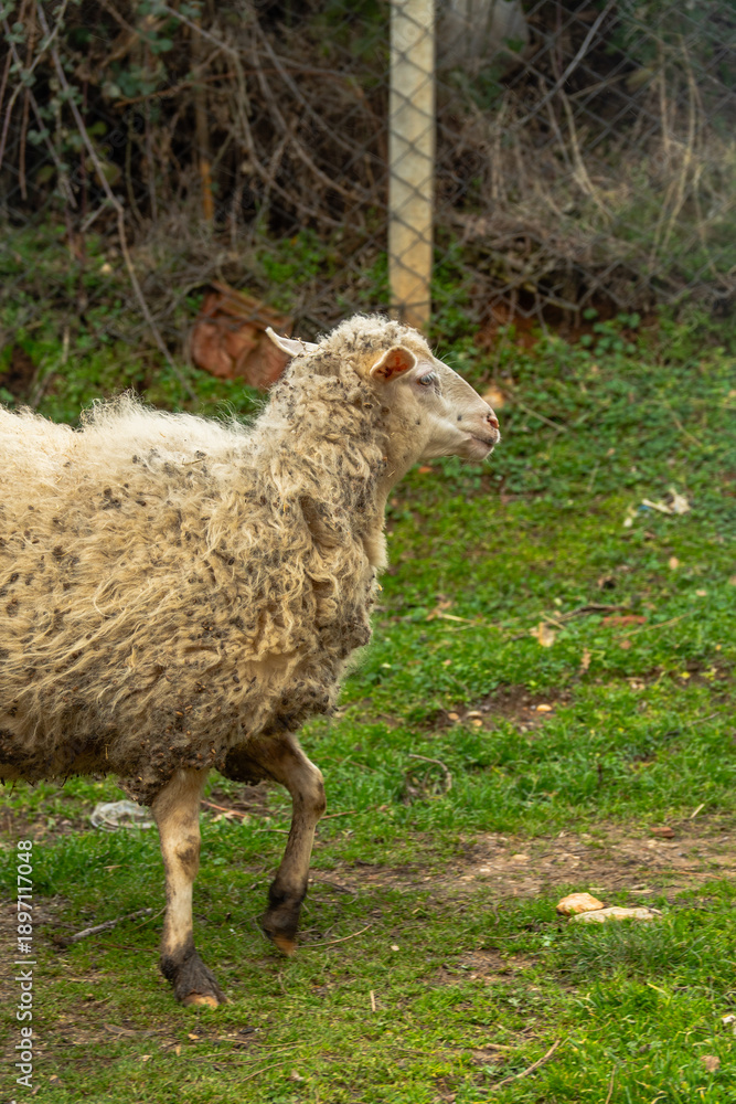Fototapeta premium Countryside Garden with Free-Range Sheep