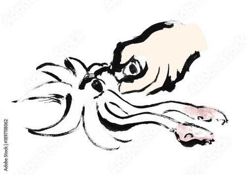 烏賊を捌く和風筆イラスト素材