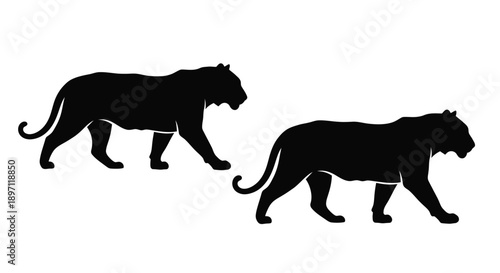 Two tigers walking in profile a striking black silhouette