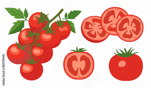 Ripe tomato vector illustration collection isolated on white