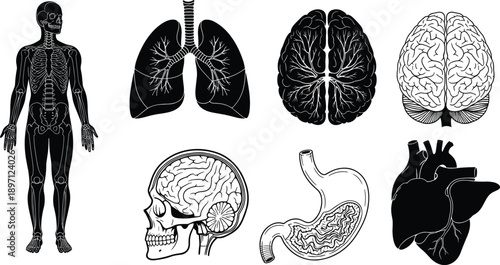 Human anatomy organs and skeleton silhouettes including lungs brain heart stomach skull medical education illustration set isolated on white background detailed diagrams