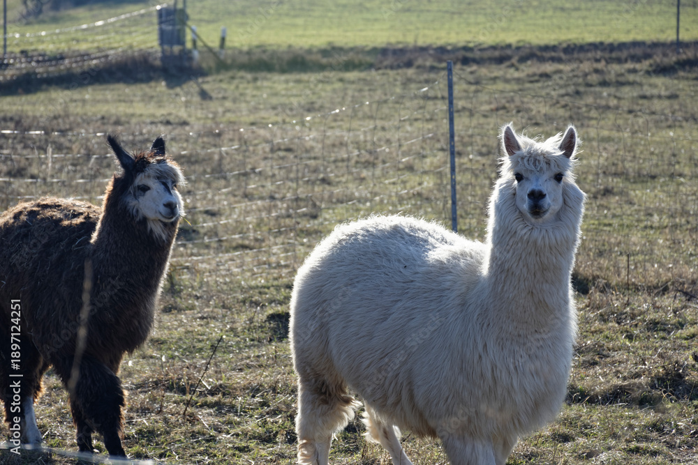 Fototapeta premium Alpacas on a Farm Pasture in Ipsheim Germany