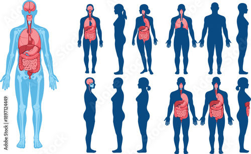 Human body silhouettes with internal organs digestive respiratory nervous systems male female front side views medical anatomy education illustration isolated white background