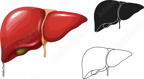 Human liver anatomy illustration set in color silhouette and outline styles digestive organ medical vector isolated background
