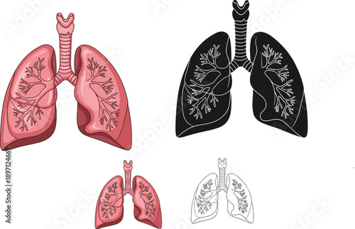 Human lungs anatomy illustration set in color silhouette and outline styles respiratory system medical vector isolated background