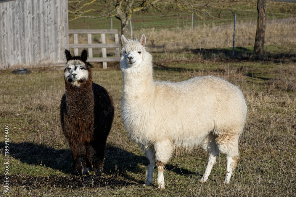 Fototapeta premium Alpacas on a Farm Pasture in Ipsheim Germany