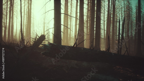 Foto In the quiet of dawn, soft light filters through a forest of blackened trees