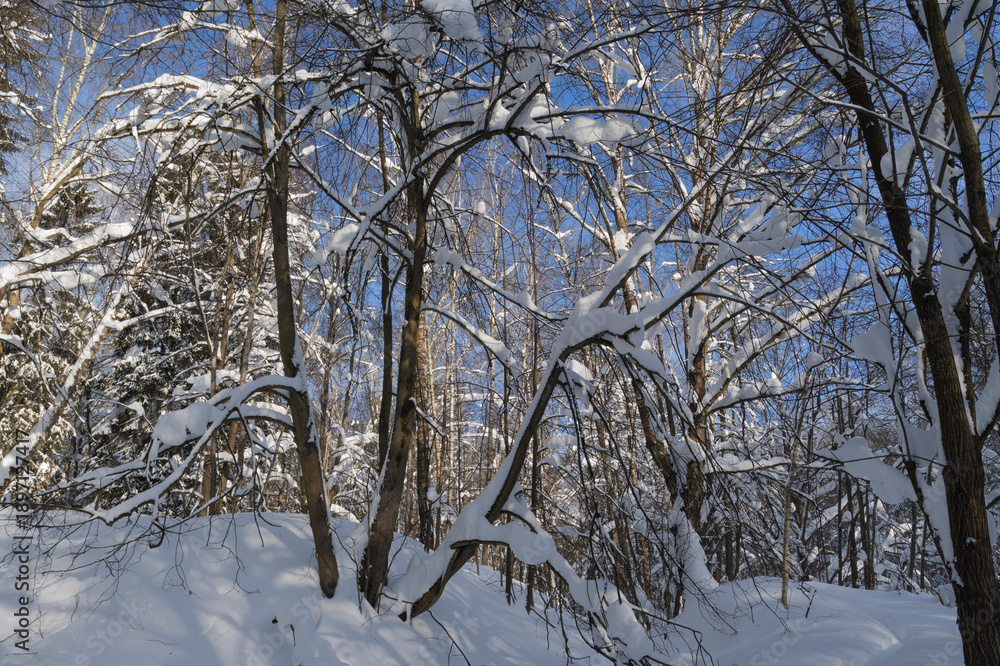 Fototapeta premium Winter forest, trees covered with fresh snow after snow falling.