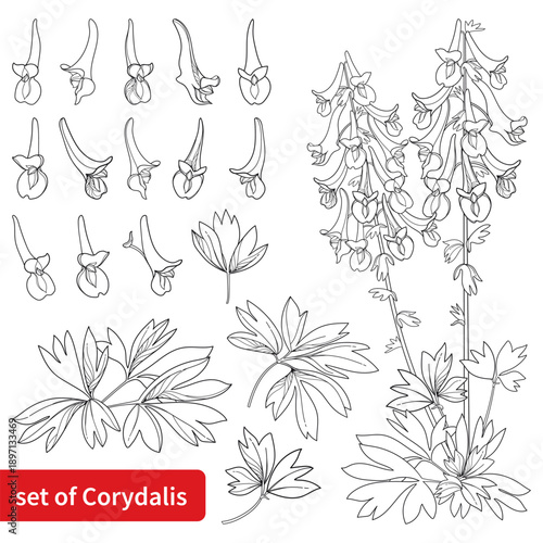 Set with outline Corydalis or fumewort flower bunch with leaf in black isolated on white background.