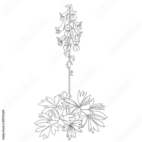 Bunch of outline Corydalis or fumewort flower with leaf in black isolated on white background.